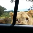 Lion opens car door.mp4_20150925_131605.640