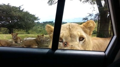 Lion opens car door.mp4_20150925_131605.640