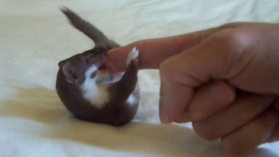 Playtime with Ozzy the Weasel..mp4_20151007_201639.765