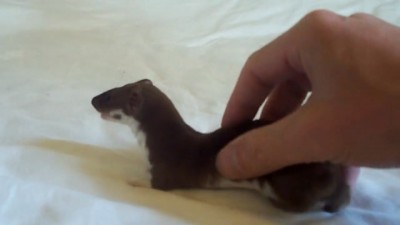 Playtime with Ozzy the Weasel..mp4_20151007_201837.265