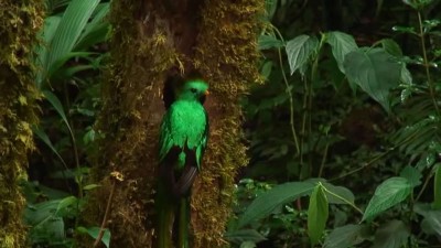 Quetzal Mesoamericano.mp4_20151004_203022.609