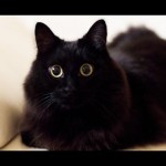 しゃべる猫で有名な「しおちゃん」の「おむかえ」を集めた動画