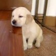yt-2391-Cute-Puppy-falling-asleep.-Golden-retriever-puppy
