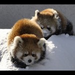 円山動物園の「雪で遊ぶレッサーパンダ〜Red Panda playing in the snow」