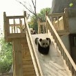 yt-2806-Cute-pandas-playing-on-the-slide