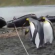 yt-3581-Penguins-Falling-vs-Rope-Video-HD