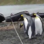 ペンギン対ロープ