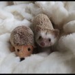 yt-3612-A-day-in-the-life-of-a-Hedgehog_675