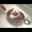 yt-3614-Cute-alert-Baby-hedgehog-Boat-ORIGINAL