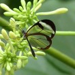 yt-3638-Greta-oto-a-beautiful-Glasswing-butterfly-Greta-oto-la-mariposa-de-alas-de-cristal