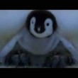 yt-3681-Baby-Penguins-Emilie-Simon