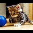 yt-3695-Im-Paris-the-sweetest-and-most-playful-girl-Kitten
