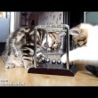 yt-3697-Funny-Cats-How-to-learn-physics