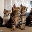 yt-3713-Funny-Cats-Choir-Dancing-Chorus-Line-of-Kittens