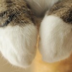 「まる」で見る猫の器用な前足