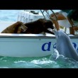yt-3745-Dolphin-Kisses-Dog-Jumps-For-Joy