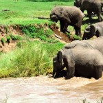 川で流された子象の救出