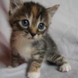 yt-3809-Cute-Baby-Kitten-meows-because-Mama-Cat-is-not-there