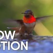 yt-3829-Hummingbirds-in-Slow-Motion-Earth-Unplugged