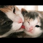 母猫と可愛い子猫を集めたほんわかする動画集