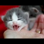 小さな子猫の鳴き声と返事をするような鳴き声を集めた動画