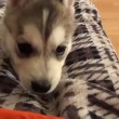 yt-3895-Impossibly-Cute-Husky-Puppy-Wolfies-First-Week