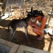 yt-4045-Brand-new-baby-donkey-at-the-Donkey-Sanctuary-Aruba