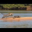 yt-4099-Jaguar-Attacks-Crocodile-EXCLUSIVE-VIDEO