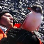 モコモコ羽毛の赤ちゃんペンギンは人間に興味津々