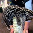 yt-4189-9-Week-Old-Ocelot-Kitten-Playing-Cincinnati-Zoo