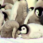 南極の絶景とコウテイペンギン。美しい動画です！