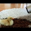 yt-4259-I-Are-Cute-Duckling-AWW-Funny-Baby-Duck-Animal